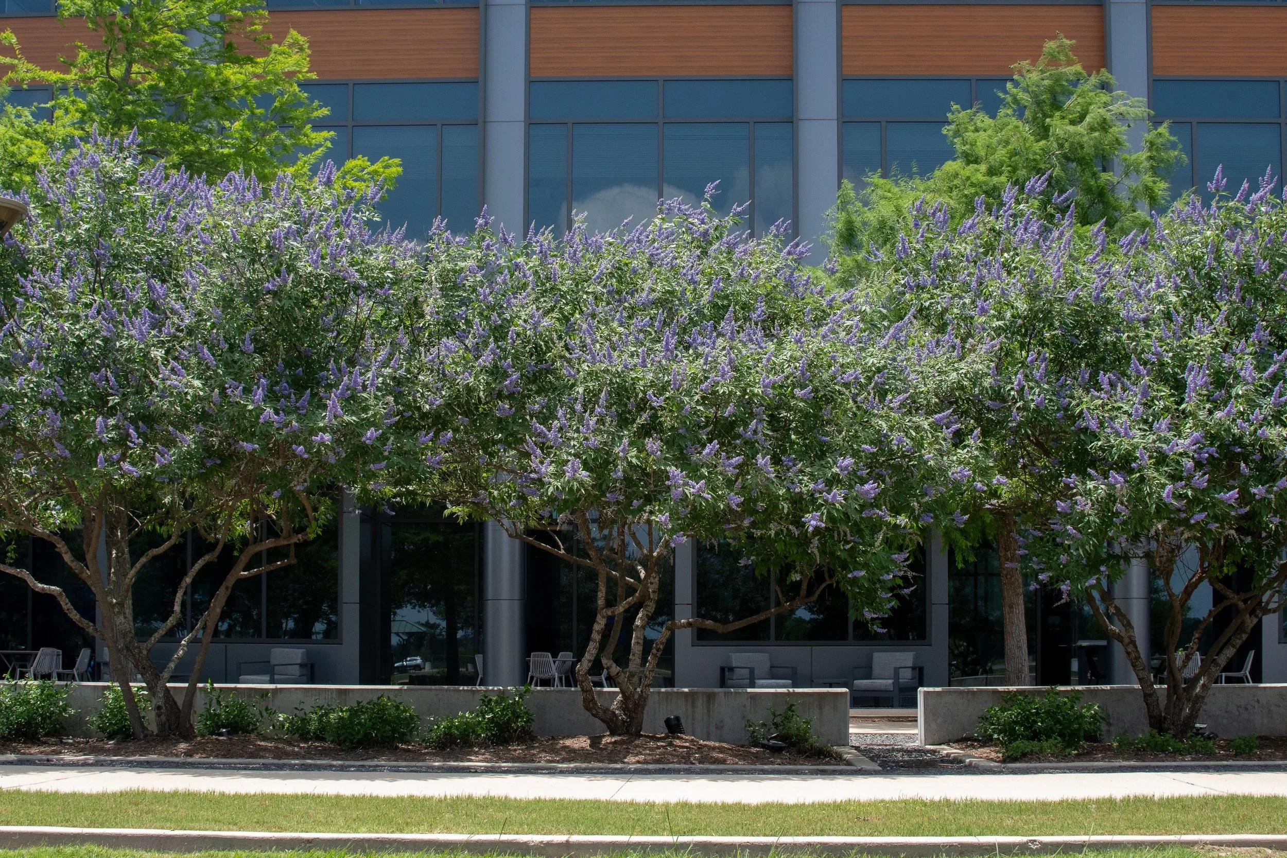 Beautiful blooming Vitex trees putting on a show! 💜🌿🪻🌳
Fun fact: Vitex trees are extremely drought tolerant once established, making them a great choice for thriving through the Texas heat while still producing stunning blooms! ☀️
#CollegeStati