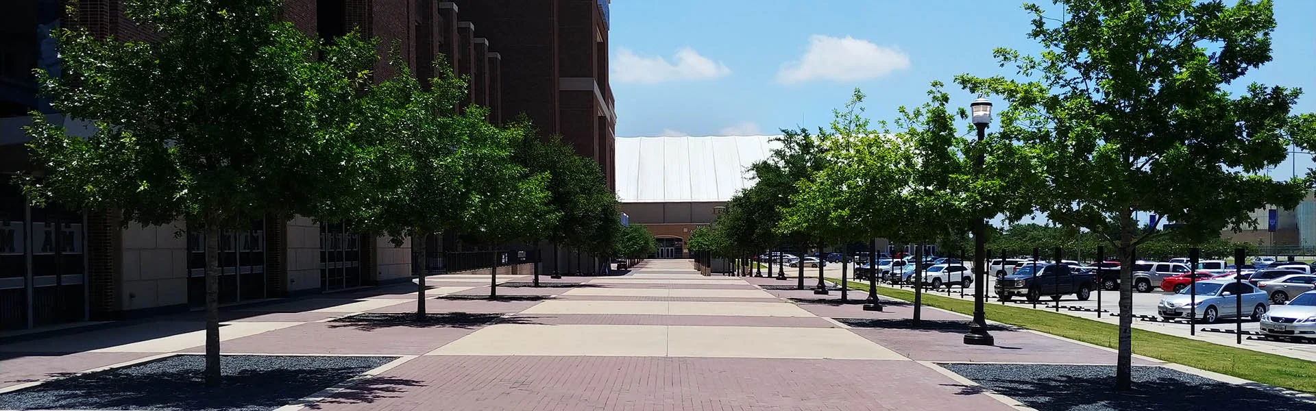 Trees installed by Green Teams at Kyle Field