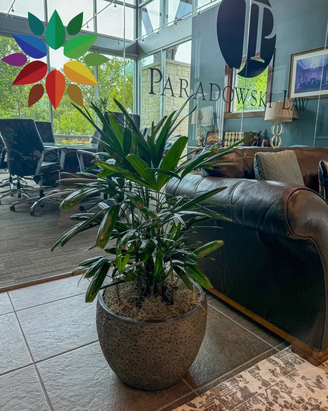 Interior plant install day🪴
#commericalplants #commericalinteriorplants #officeplants #officeplantmaintenance #interiorplants